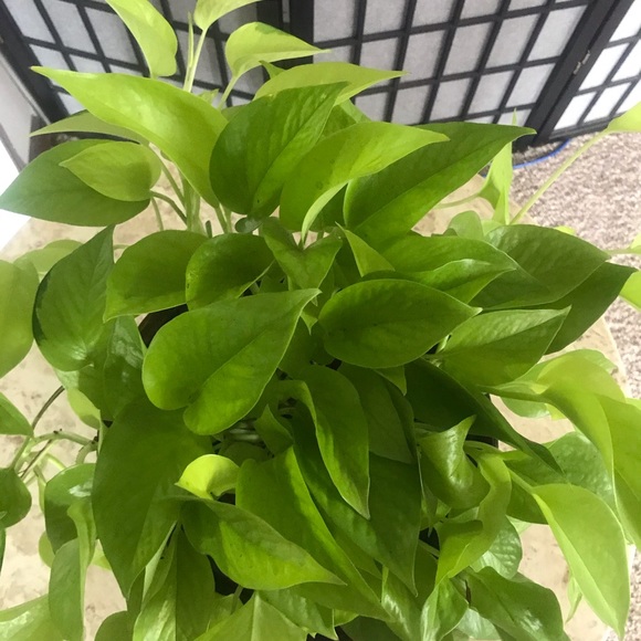 5 Rooted Starter Neon Pothos - Picture 11 of 11